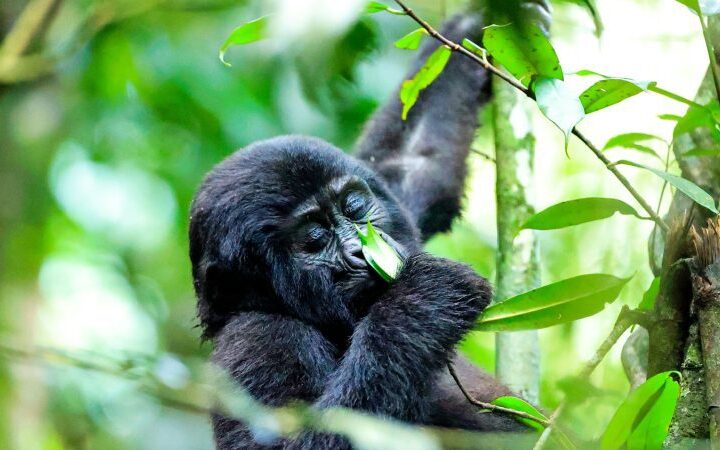 Mountain Gorilla in Rwanda